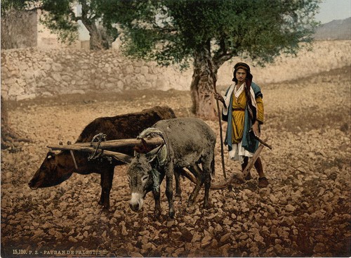 [Native of Palestine working with an ox and an ass, Holy Land]